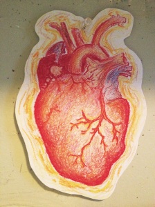 My anatomically correct heart (literally) pinned to my board.
